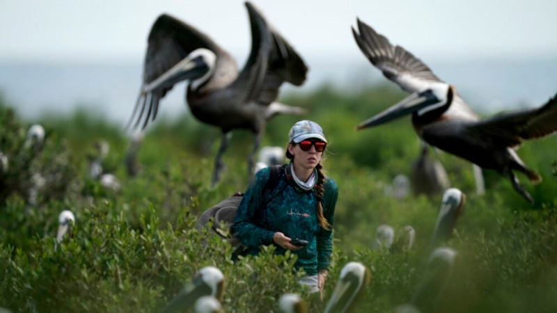 Scientists Work to Help Brown Pelicans on Shrinking Islands