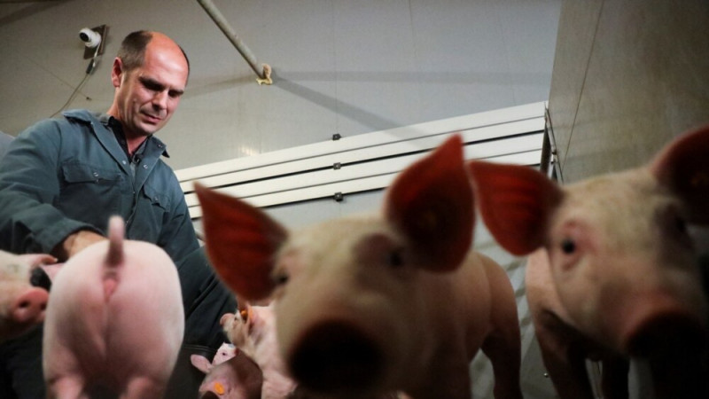 Do Pigs Like Music? Belgian Researchers Want to Know