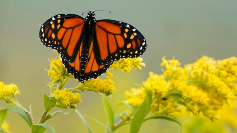 Ways to Help the Troubled Monarch Butterflies