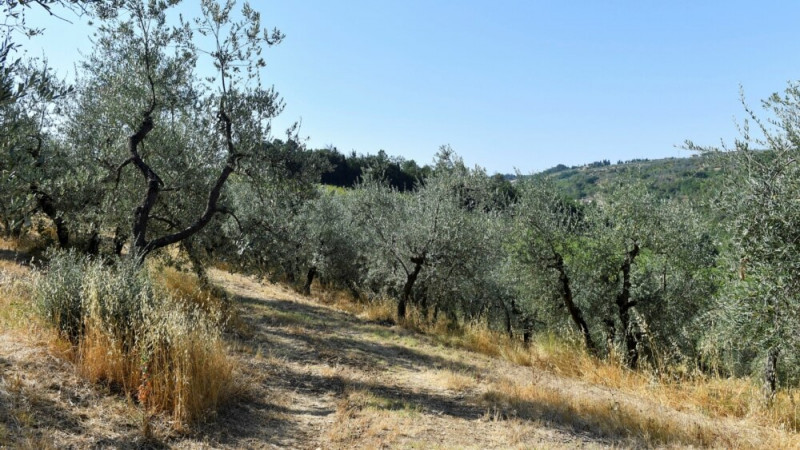 Dry Weather Threatens Italy's Famous Grape, Olive Crops