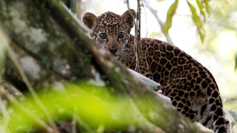 Researchers: Protecting 1% of Earth's Surface Would Save Rare Wildlife