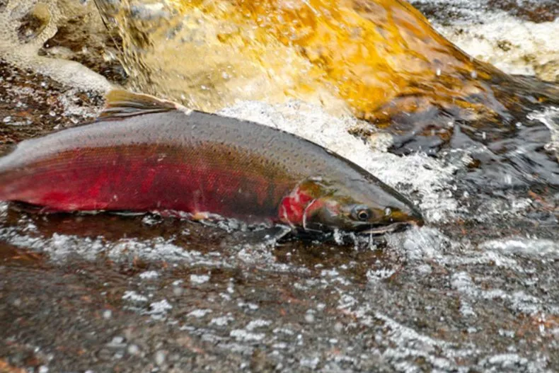 Seattle's Salmon Death Problem May Have Been Solved