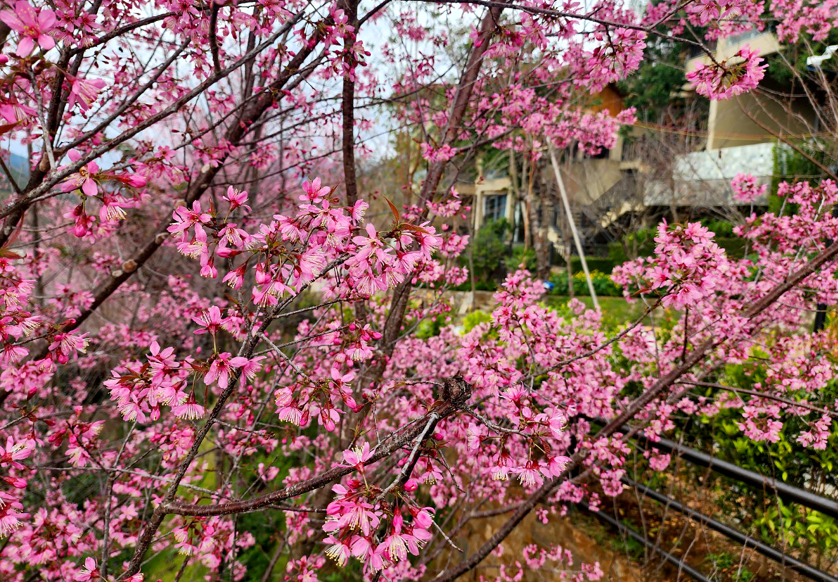 A springtime tour of northern Vietnam's blossom-adorned landscapes