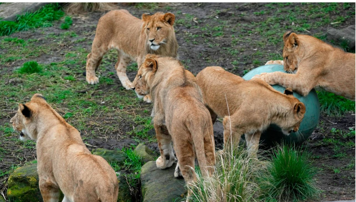 Lions slip loose from Sydney zoo enclosure, overnight guests rushed to safety