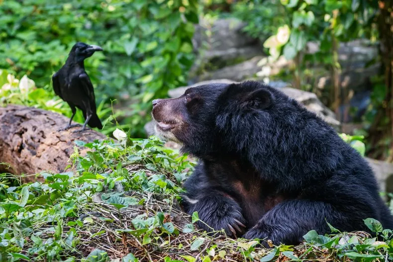Bears Are Smarter Than Scientists Expected