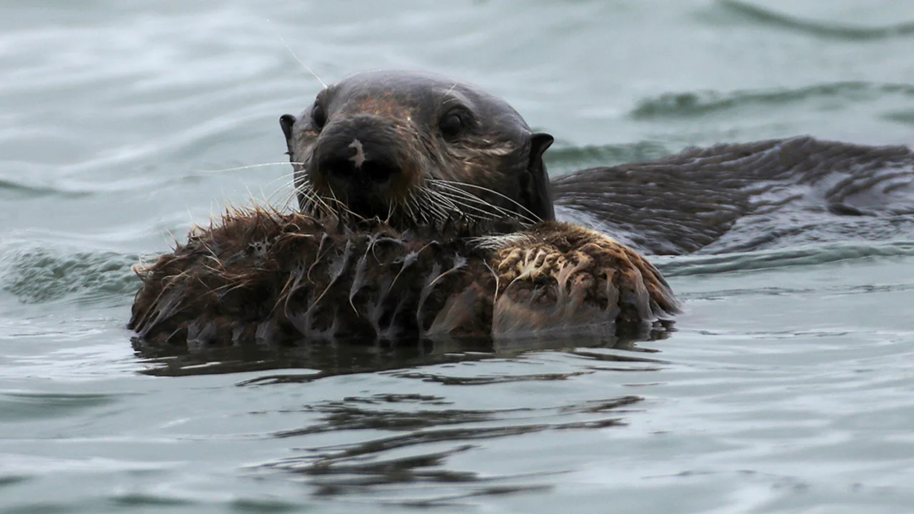 Four California sea otters died from an unusual strain of a parasite that could pose a risk to humans