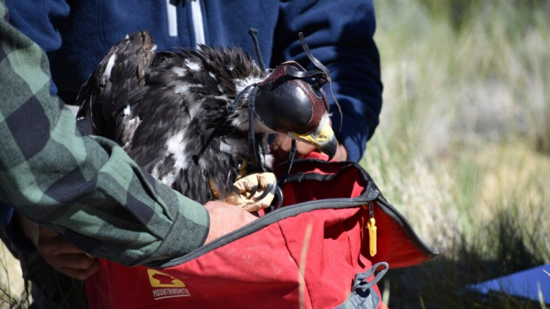 Officials Weigh Value of Saving Eagles and Wind Energy