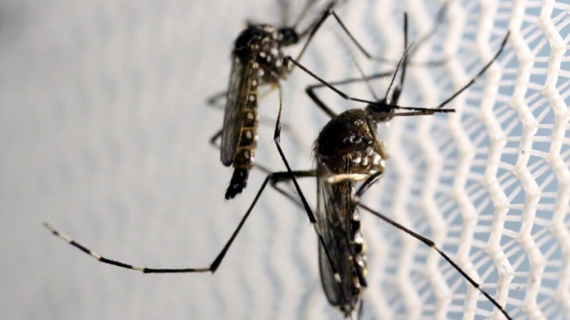 How to Cut Down on Mosquitoes