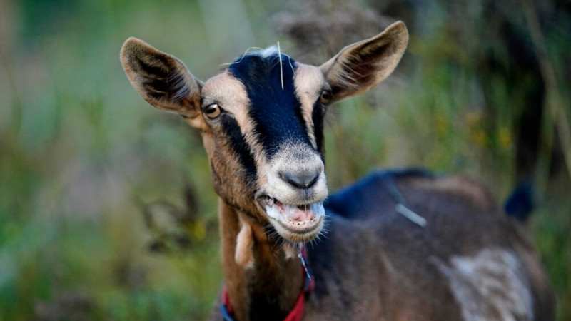 Blaming Others With a Goat: A 'Scapegoat'