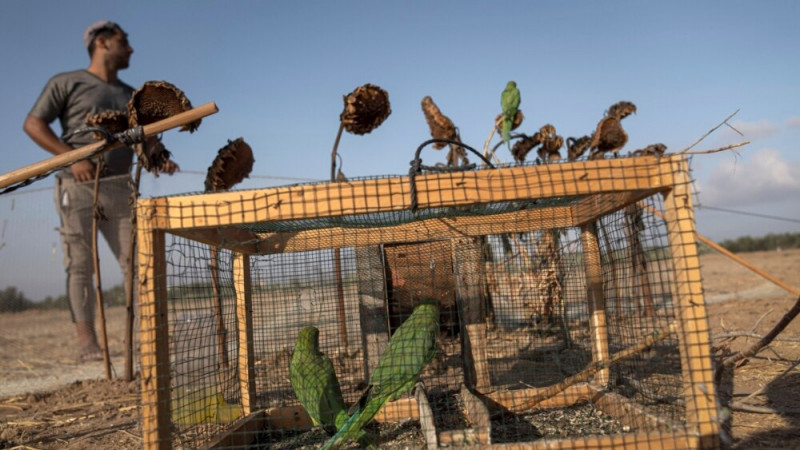 Palestinians Trap Invasive Birds Along Gaza Border