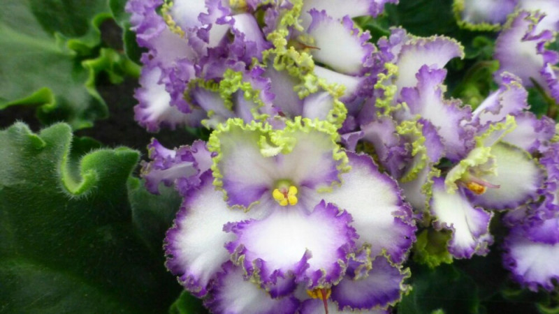Garden Group Names 2024 ‘Year of African Violet'