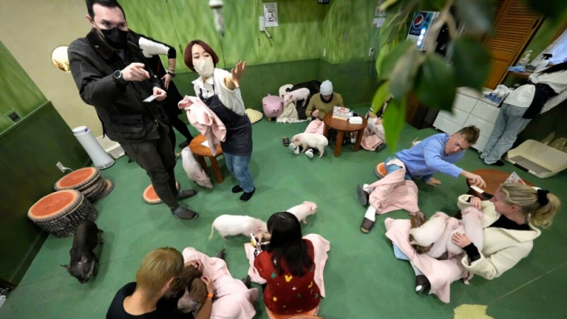 Japan's Cafés Where People Can Pet Pigs