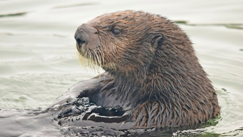 Sea Otters Help Save California's Wetlands