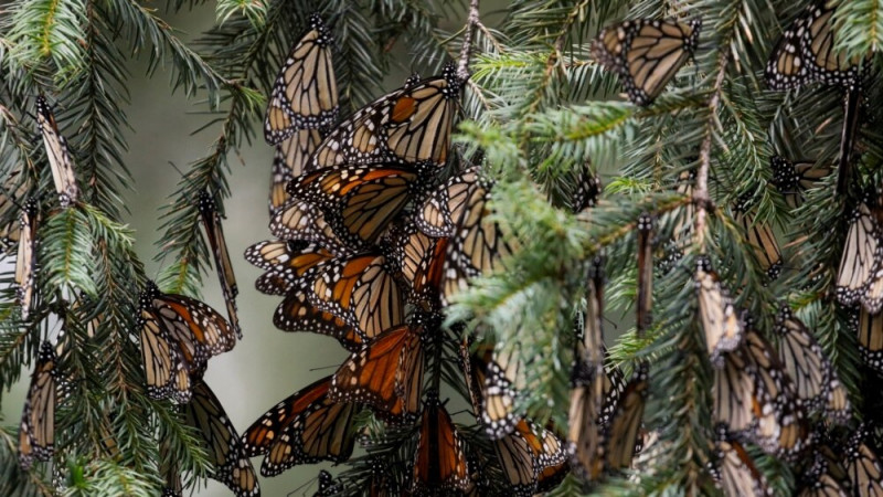 Monarch Butterfly Population Declines in Mexico