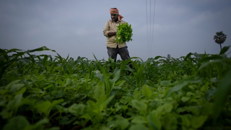 In India, Some Say Natural Farming Is Answer to Extreme Weather