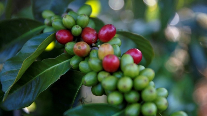 Researchers Study Coffee's Beginnings