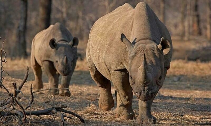 Singapore jails South African for smuggling rhino horns