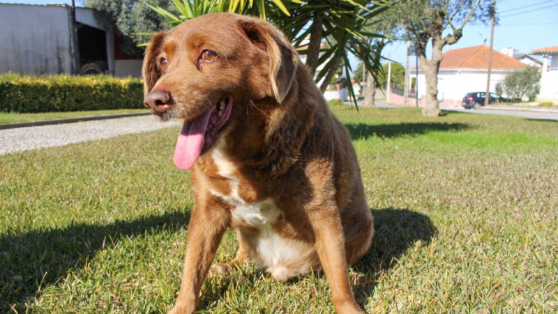 Guinness World Records Investigates ‘World's Oldest Dog'