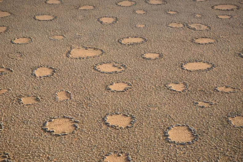 Mystery of Fairy Circles Explained by 'Death Zone' Discovery