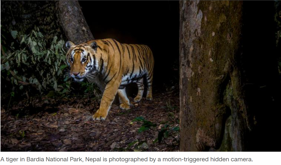 Nepal has nearly tripled its wild tiger population since 2009