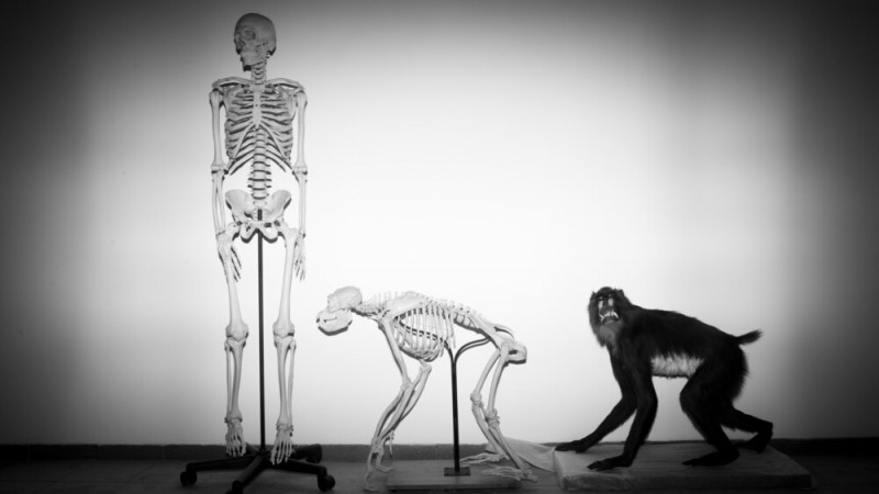 How Did Human Ancestors Lose Their Tails