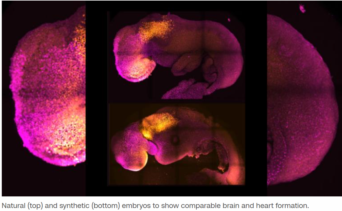 A synthetic embryo, made without sperm or egg, could lead to infertility treatments
