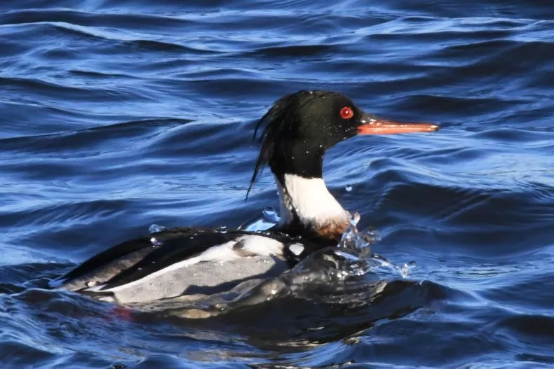 Chicago Bird Flu Outbreak Leaves Hundreds of Ducks 'Sick or Dead'