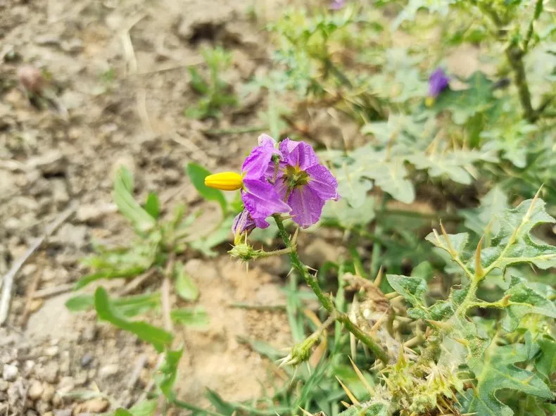 Gardeners Creating Poisonous 'Superweed,' Scientists Warn