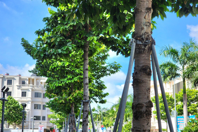 HCMC trees strangled by metal bands and concrete