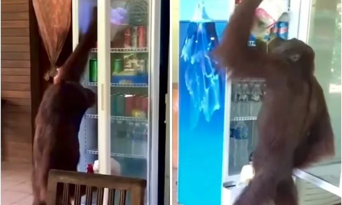 Thirsty orangutan takes cool drink from fridge during Malaysian heat wave