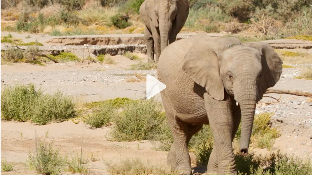 Desert elephants are finding friends in the drylands of Namibia