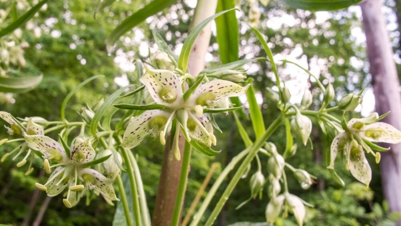 Some Plants Grow for a Long Time to Flower Only Once