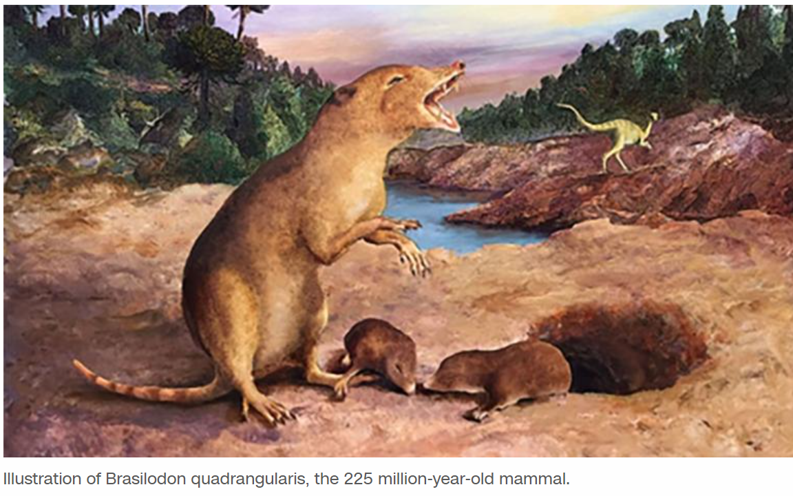 A shrew-like creature that lived 225 million years ago is the oldest mammal ever identified