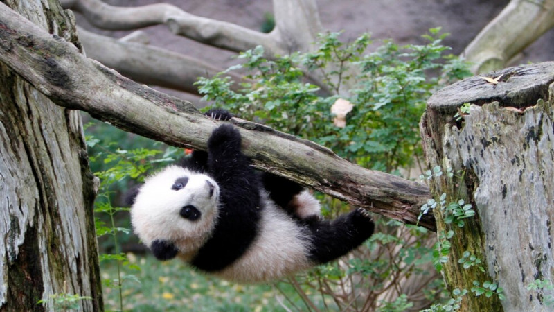 Will Pandas Return to US?