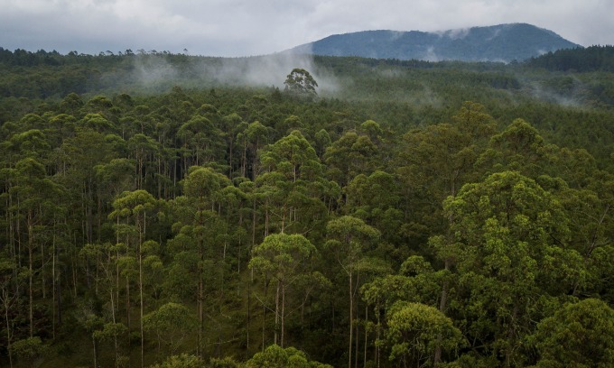 Deforestation in Indonesia spiked last year, but resources analyst sees better overall trend