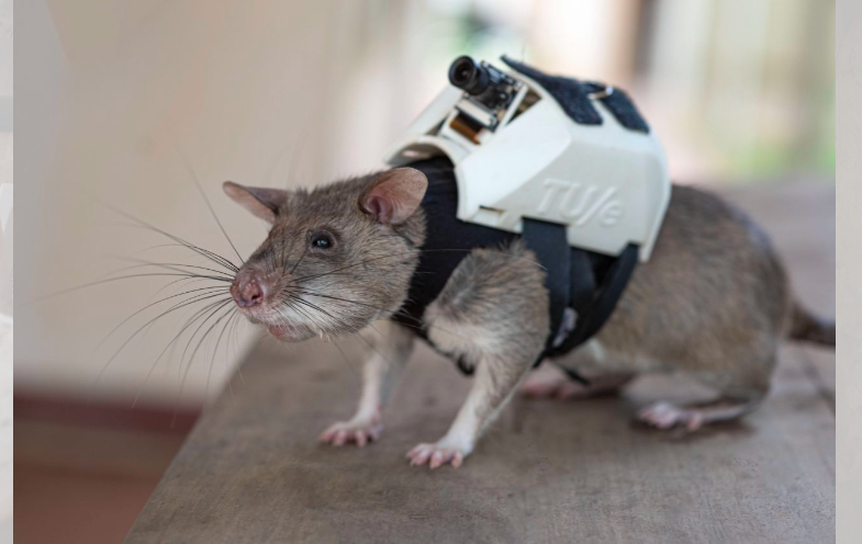 Rats with backpacks could help rescue earthquake survivors