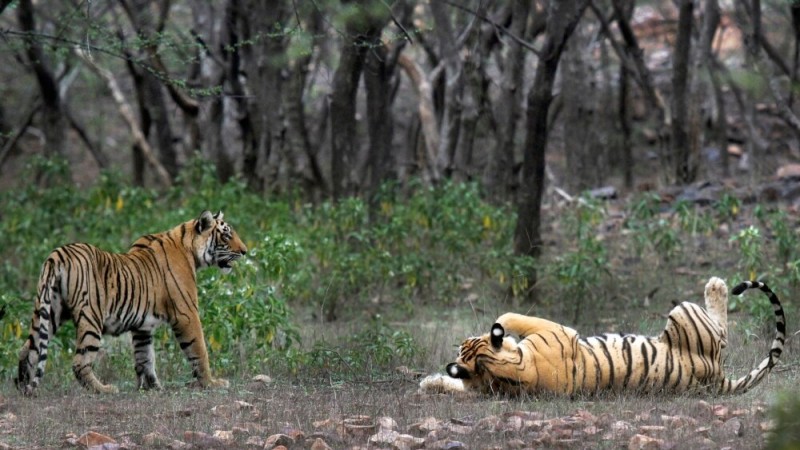 Study Finds India's Tiger Population Doubled in 12 Years