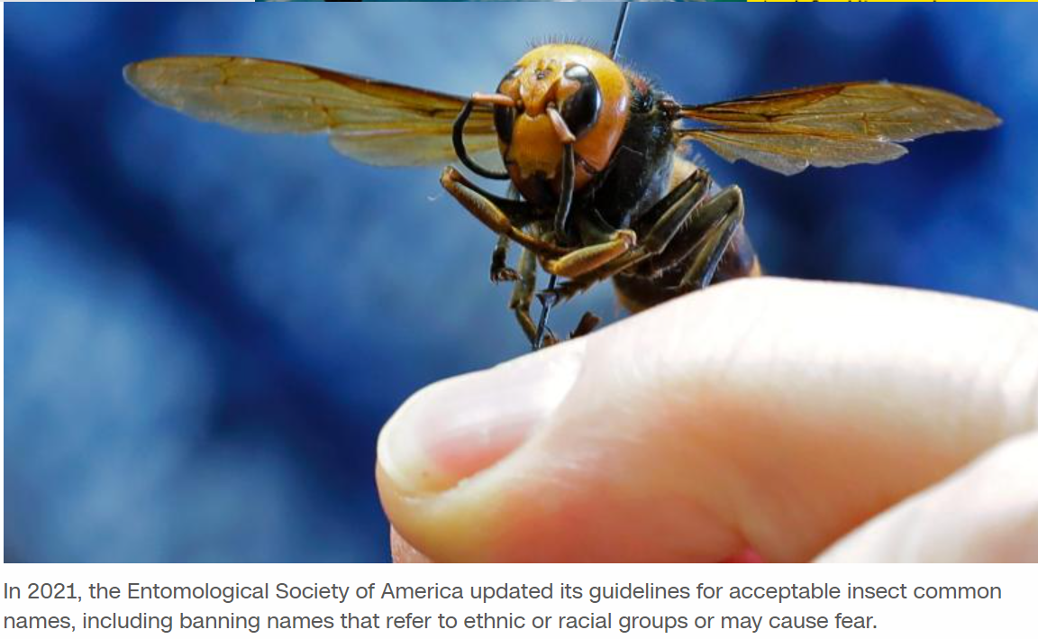 Invasive insect formerly known as 'murder hornet' gets new name