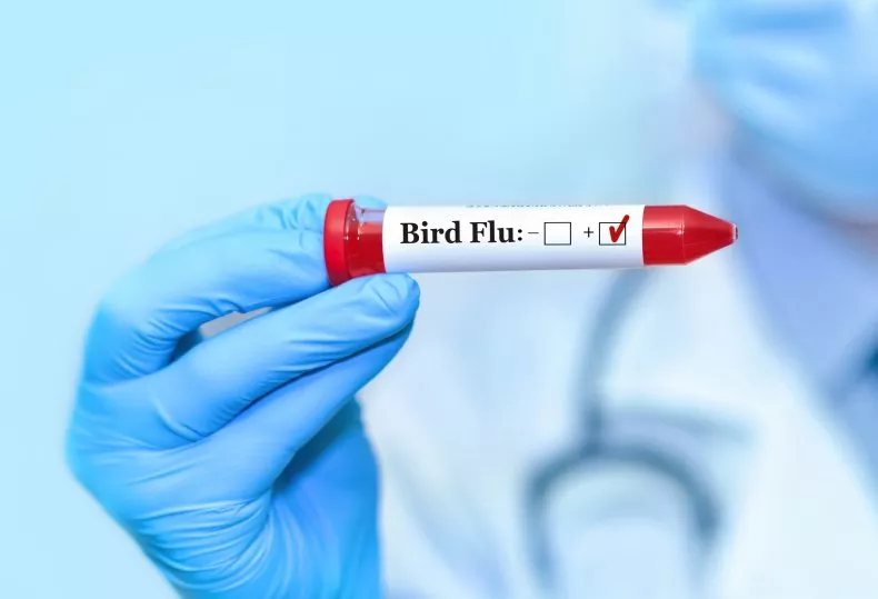 US Bird Flu Outbreak Seeing 'Sustained' Spread Between Mammals, Study Warns