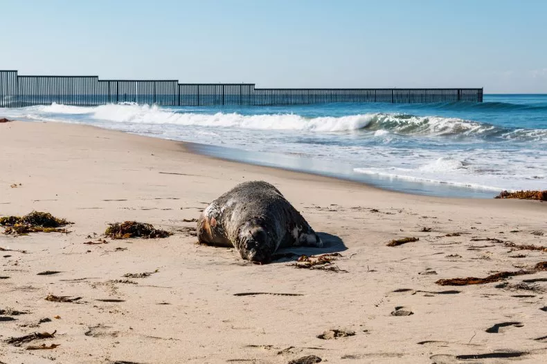 Bird Flu Spreads Rapidly Across South America Killing Scores of Sea Lions