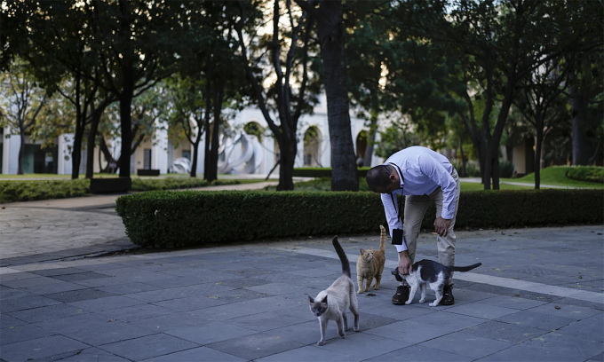 Mexico gives 19 cats roaming presidential palace food and care fur-ever