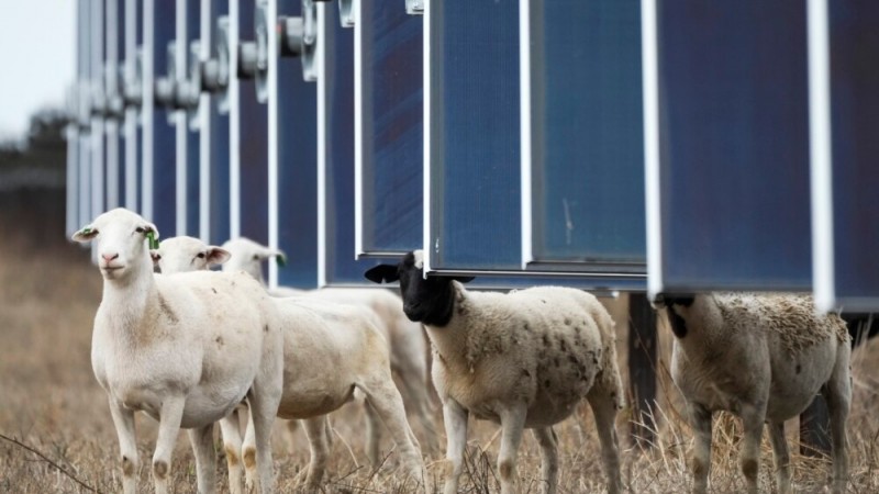 US Solar Farms Put Hungry Sheep to Work