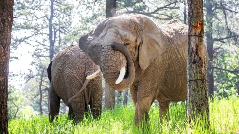 Colorado Court Rules Elephants Barred from Seeking Zoo Release, Are Not Humans