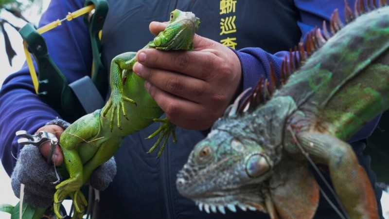 Taiwan to Kill Tens of Thousands of Iguanas to Protect Farmland