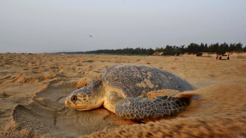 In India, Sudden Sea Turtle Deaths Cause Concern