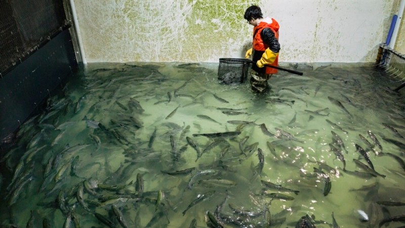 US Company Gives Over 18,000 Kilograms of Salmon to Food Bank