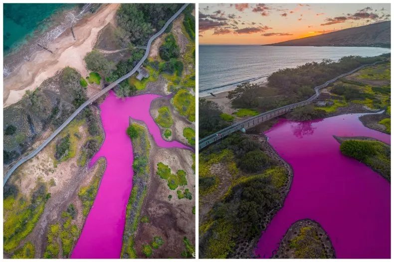 Incredible Photos of a Pond Turned Bright Pink Are a Warning