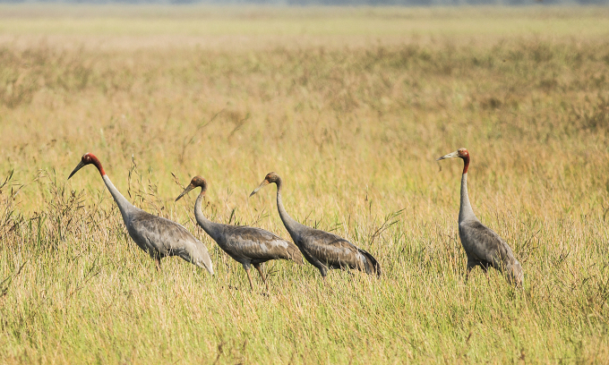 Thai cranes to arrive in Mekong Delta reserve next month